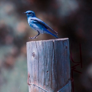 Blue Bird