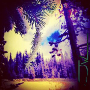 Frosted Lichen Overfiltered