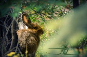 Lepus americanus