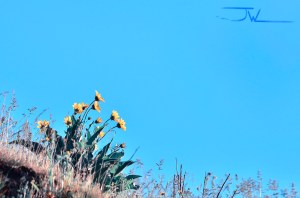 Reaching out for light.