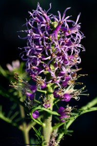 Thelypodium Streptanthoides