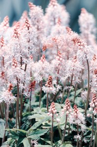 Tiarella cordifolia