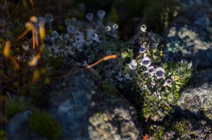 Cladonia fimbriata