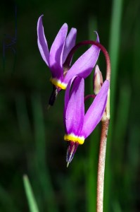 Bonneville shootingstar