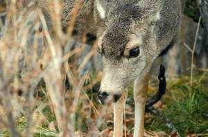 Odocoileus virginianus