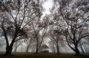 Beautiful Trees and Paper Factory Fog
