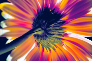 Gerber Daisy Updated