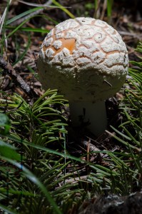 fly amanita