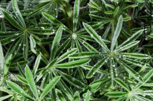 Elegant Lupine Leaves