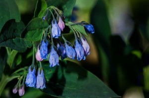 Mountain bluebells