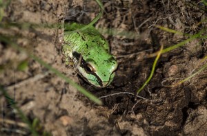 Pseudacris regilla