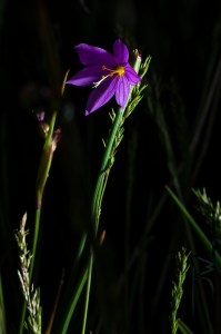 Nevada blue-eyed grass