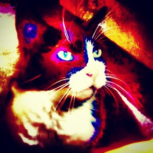 Overfiltered Lazer Cat