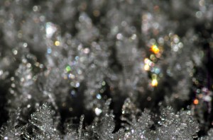 Maxing out that $200 macro lens.