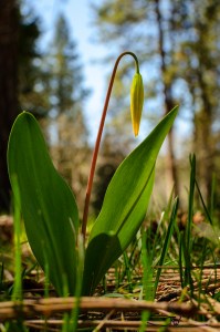 Erythronium grandiflorum