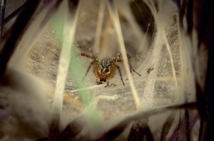 Right next to the trail.