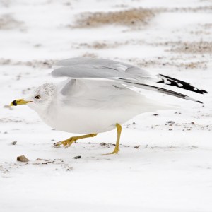 Sky rats come in white.