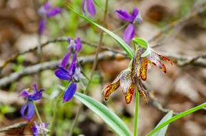 Oregon WIldflowers