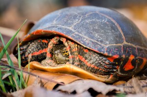 Michigan Turtle